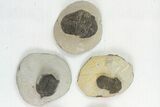 Lot: Misc Devonian Trilobites From Morocco - Pieces #138367-1